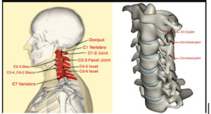 Anatomy of the Cervical Spine Diagram