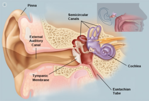 Detailed diagram of the inner ear, showcasing structures like the cochlea, vestibule, and semicircular canals.